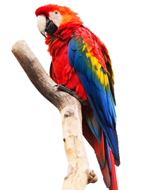 Arbres (bois) comestibles courants en images pour perroquets 